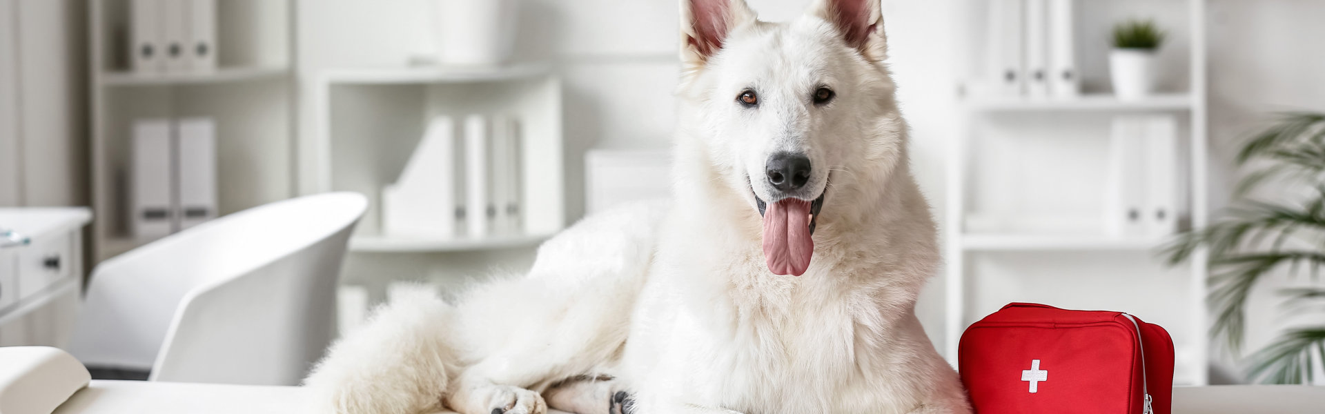 White Shepherd dog with first aid kit on couch in clinic